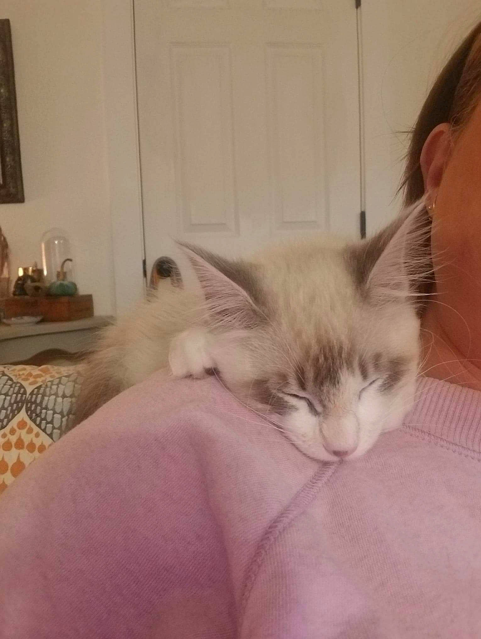 Grimm is registered to the contest to win money with this photo: asian, balinese, carnivore, cat, domestic_short_haired_cat, ear, european_shorthair, fawn, felidae, kitten, nap, nose, ojos_azules, ragdoll, singapura, small_to_medium_sized_cats, tonkinese, whiskers