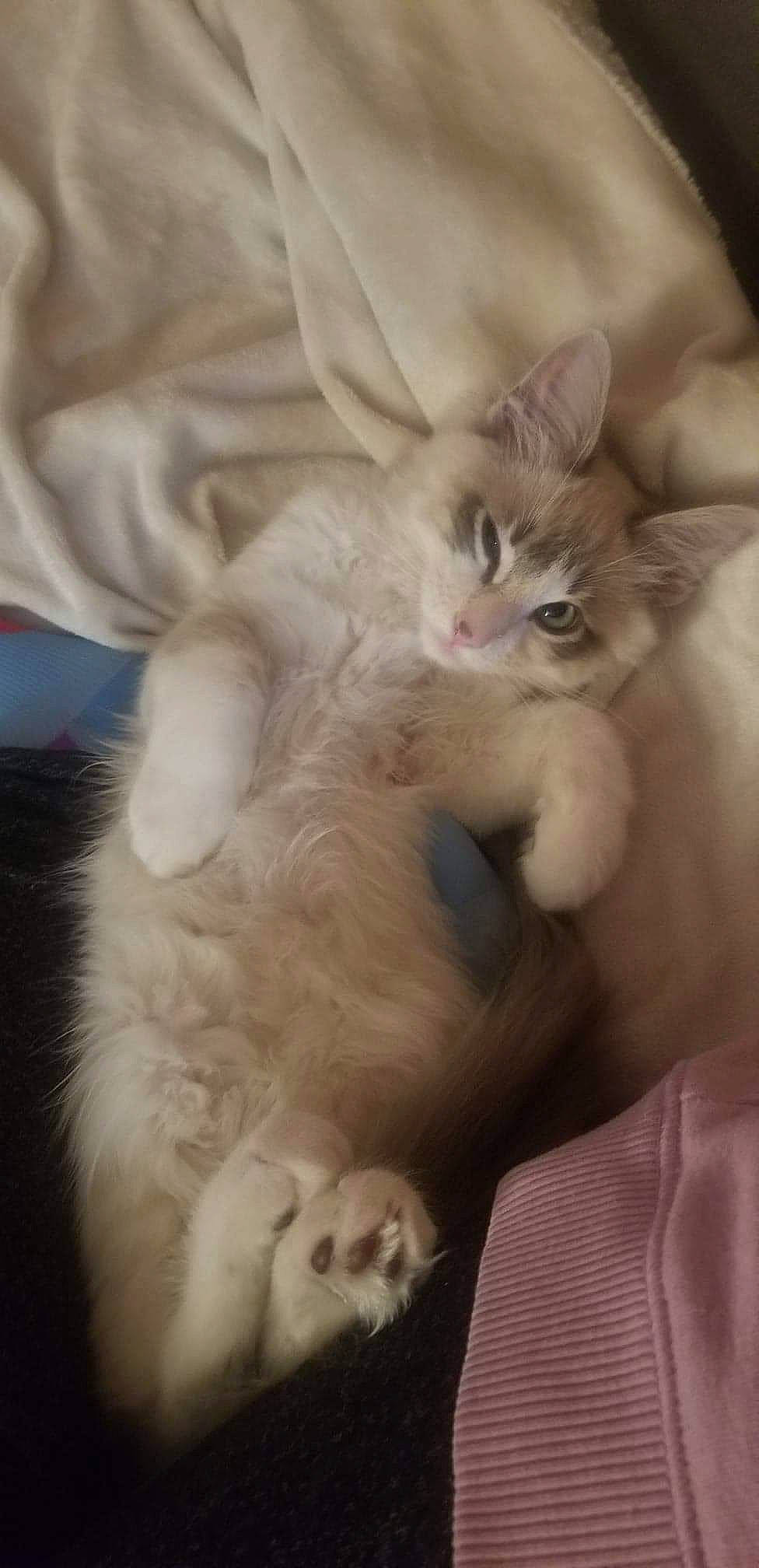 Grimm joined the competition — help win amazing prizes! asian, burmilla, carnivore, cat, european_shorthair, fawn, felidae, fur, kitten, mammal, norwegian_forest_cat, oriental_longhair, polydactyl_cat, ragdoll, siberian, small_to_medium_sized_cats, turkish_angora, turkish_van, vertebrate, whiskers