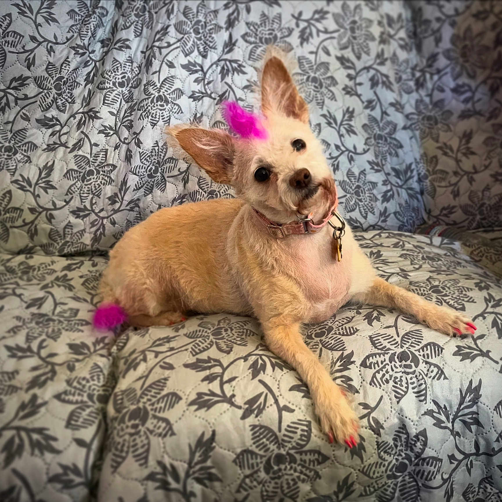 Bella joined the competition — help win amazing prizes! animal, ball, bed, bedroom, canine, chihuahua, couch, cushion, dog, furniture, homedecor, indoors, interiordesign, pet, puppy, purple, room, sport, tennis, tennisball