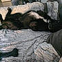 dog, black_dog, white_patch, blanket, fluffy, toy, bone_toy, lying_down, belly_up, relaxed, indoor, home, couch, fabric, cozy, pet, sleeping, fur, animal, comfort