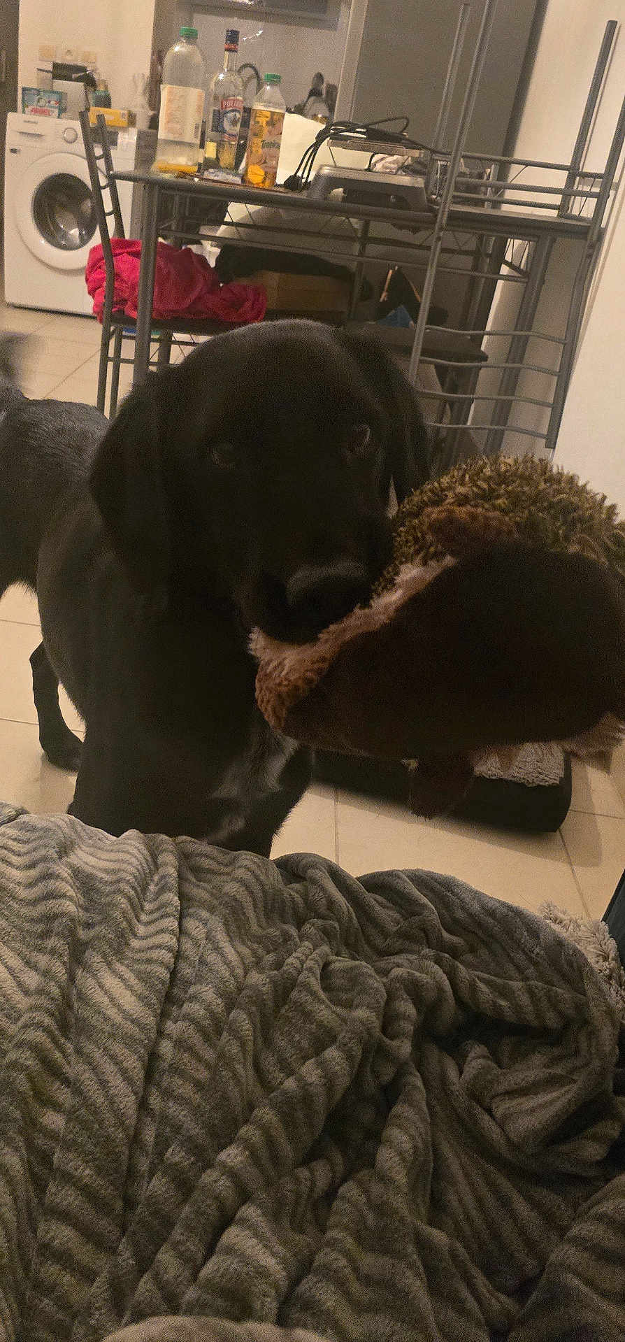 Fergus