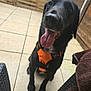 dog, black_dog, pet, animal, outdoor, harness, happy, tongue_out, sitting, patio, fence, tile_floor, canine, domestic_animal, looking_at_camera, fur, ears, nose, mouth, companion