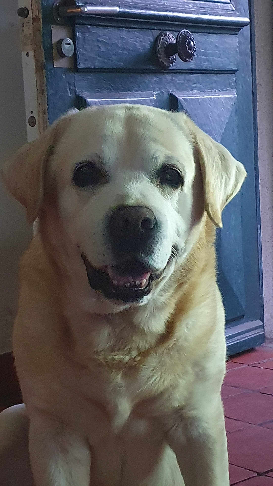 Honey a rejoint le concours — aidez-le/la à gagner de superbes lots ! dog, labrador, yellow_lab, pet, indoor, door, floor, tile_floor, animal, canine, portrait, smiling, sitting, fur, ears, nose, mouth, domestic_animal, companion, friendly
