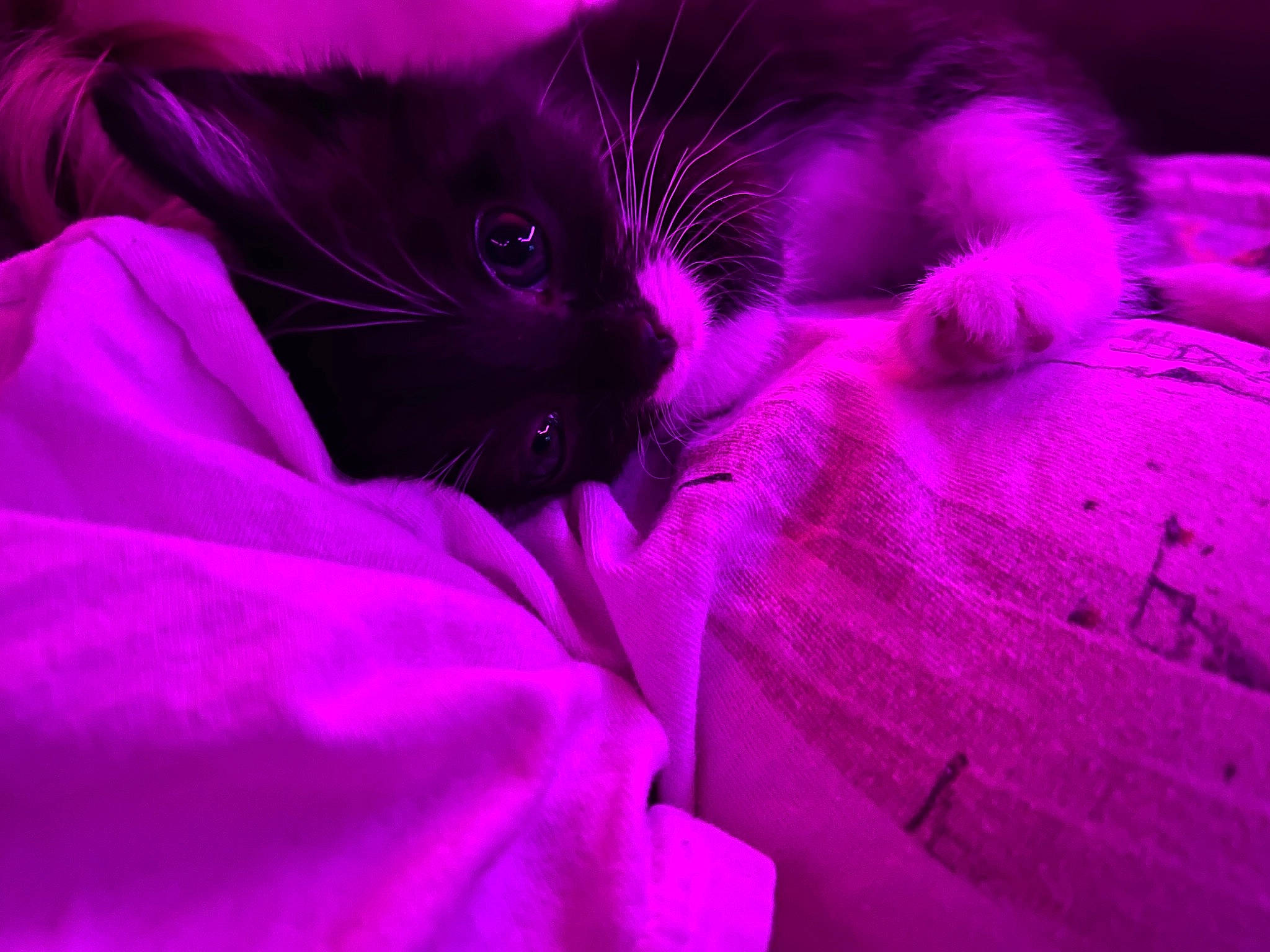 Sesame joined the competition — help win amazing prizes! carnivore, cat, comfort, darkness, domestic_short_haired_cat, electric_blue, felidae, fur, grass, groundcover, magenta, petal, pink, plant, purple, small_to_medium_sized_cats, snout, terrestrial_animal, violet, whiskers