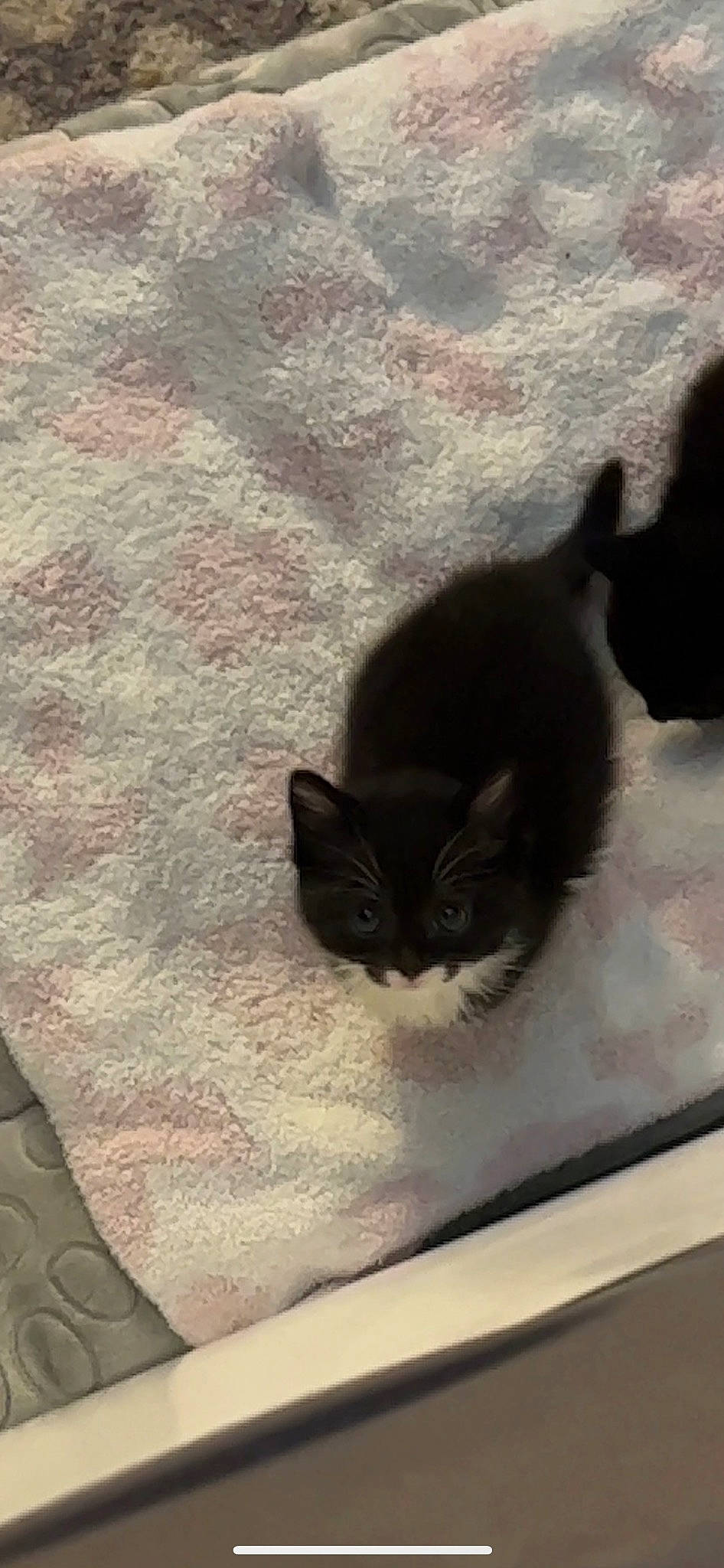 Sesame joined the competition — help win amazing prizes! box, carnivore, cat, comfort, domestic_short_haired_cat, felidae, flooring, fur, grey, hardwood, linens, paw, room, shadow, small_to_medium_sized_cats, tail, tints_and_shades, whiskers, window, wood