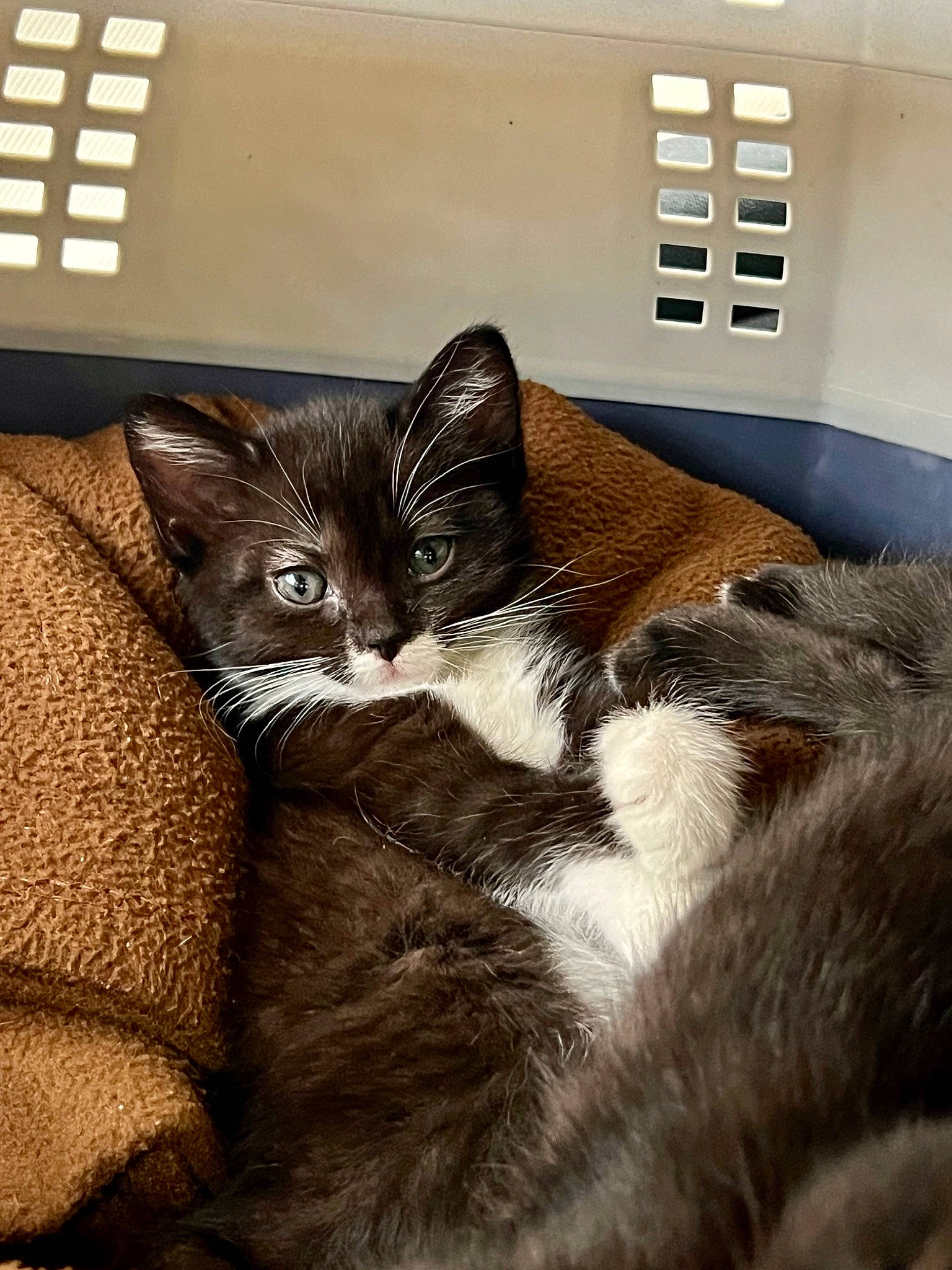 Sesame is registered to the contest to win money with this photo: automotive_exterior, box, carnivore, cat, comfort, couch, domestic_short_haired_cat, felidae, fur, home_appliance, kitchen_appliance, motor_vehicle, paw, personal_luxury_car, room, small_to_medium_sized_cats, tail, vehicle, vehicle_door, whiskers