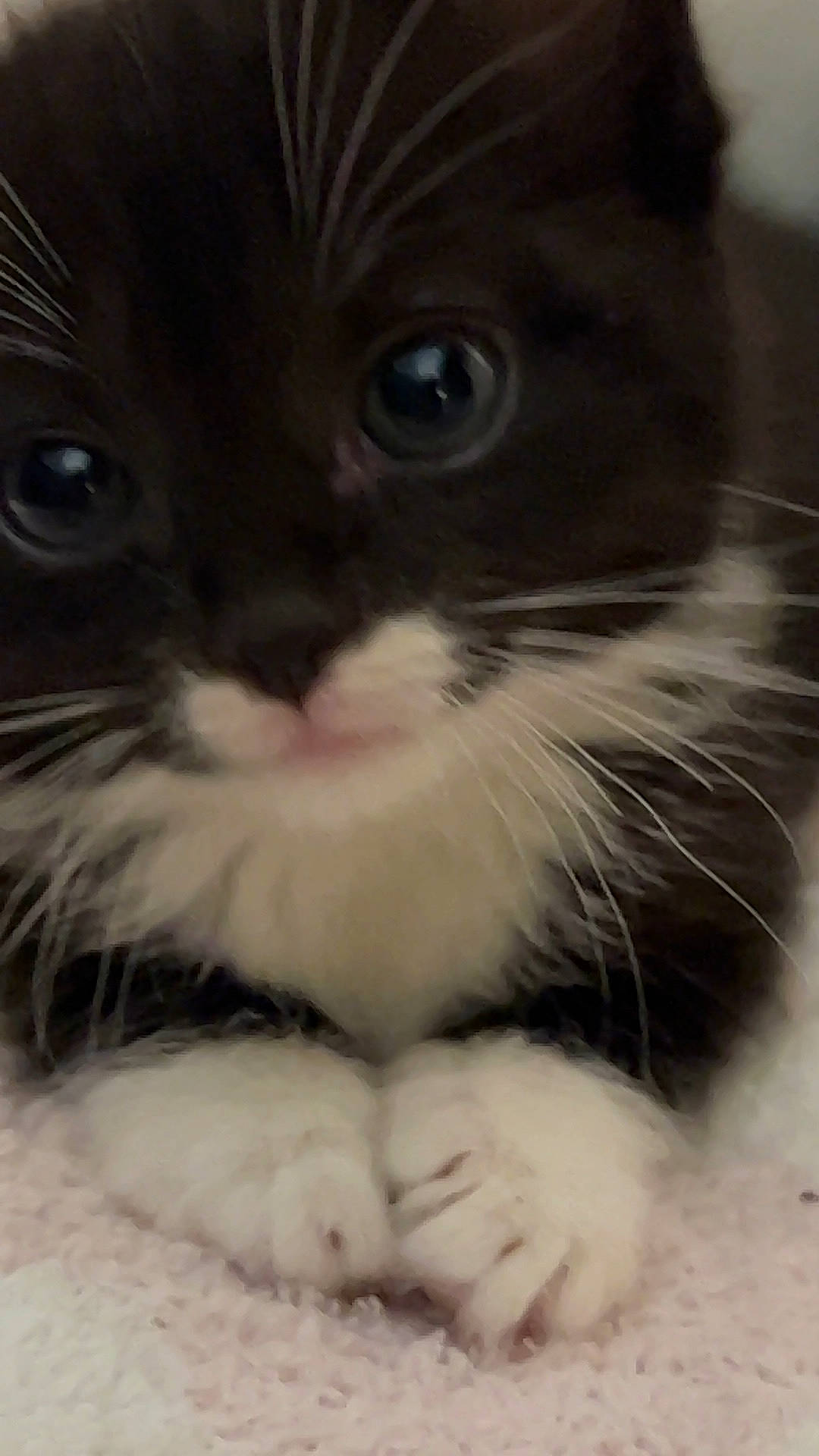 Sesame is registered to the contest to win money with this photo: box, carnivore, cat, claw, curious, domestic_short_haired_cat, felidae, fur, paw, pet_supply, small_to_medium_sized_cats, snout, surprised, whiskers