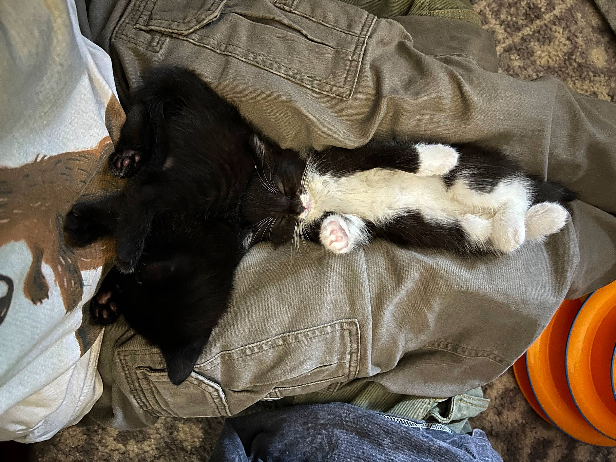 Sesame is registered to the contest to win money with this photo: bed, canidae, carnivore, claw, comfort, companion_dog, dog, dog_breed, fur, guard_dog, linens, liver, nap, non_sporting_group, sleep, sporting_group, tail, toy_dog, vertebrate, working_animal