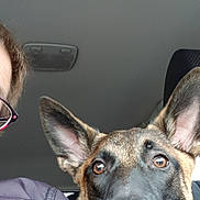 Orko participe au concours pour gagner de l'argent avec cette photo : belgian_shepherd_malinois, canidae, carnivore, dog, dog_breed, dutch_shepherd_dog, ear, eye, fawn, formosan_mountain_dog, german_shepherd_dog, mammal, snout, vertebrate, working_dog