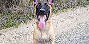 Orko a rejoint le concours — aidez-le/la à gagner de superbes lots ! belgian_shepherd, belgian_shepherd_malinois, carnivoran, dog, dog_breed, dog_breed_group, dog_like_mammal, east_european_shepherd, german_shepherd_dog, king_shepherd, kunming_wolfdog, mammal, old_german_shepherd_dog, shiloh_shepherd_dog, snout, tervuren, vulnerable_native_breeds