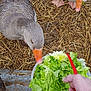 Lolotte Et Nounouche a rejoint le concours — aidez-le/la à gagner de superbes lots ! _geese_and_swans, beak, bird, chicken, duck, ducks, eating, goose, grass, leaf_vegetable, livestock, plant, vegetable, water_bird, waterfowl