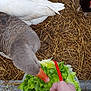 Lolotte Et Nounouche a rejoint le concours — aidez-le/la à gagner de superbes lots ! bird, cabbage, eating, food, leaf_vegetable, lettuce