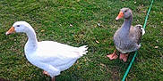 Lolotte Et Nounouche participe au concours pour gagner de l'argent avec cette photo : _geese_and_swans, beak, bird, duck, ducks, feather, goose, grass, livestock, water_bird, waterfowl, wildlife, wing