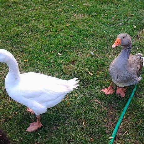 Lolotte Et Nounouche
