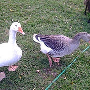 Lolotte Et Nounouche a rejoint le concours — aidez-le/la à gagner de superbes lots ! _geese_and_swans, adaptation, beak, bird, duck, ducks, feather, fowl, goose, grass, grass_family, livestock, plant, poultry, vertebrate, water_bird, waterfowl