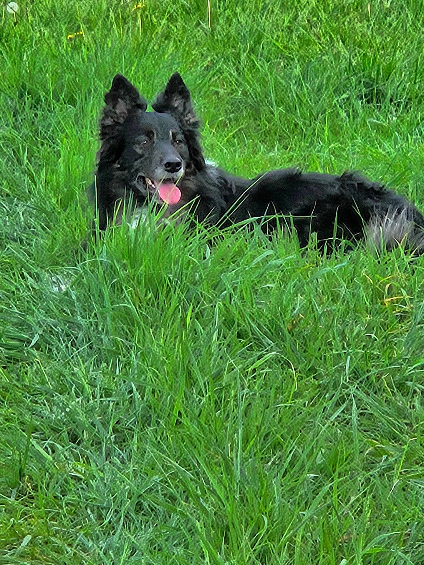 Bty a rejoint le concours — aidez-le/la à gagner de superbes lots ! dog, black_dog, grass, outdoor, tongue_out, animal, pet, nature, greenery, relaxing, canine, ears_up, field, summer, happy, mammal, lying_down, fur, playful, daytime