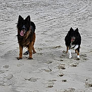 Bty a rejoint le concours — aidez-le/la à gagner de superbes lots ! dog, beach, sand, animal, outdoor, playful, tongue_out, canine, nature, paw_prints, sand_dunes, two_dogs, black_dog, brown_dog, happy, pet, walking, daytime, grass, fur