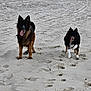 dog, beach, sand, animal, outdoor, playful, tongue_out, canine, nature, paw_prints, sand_dunes, two_dogs, black_dog, brown_dog, happy, pet, walking, daytime, grass, fur