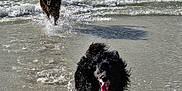 Bty a rejoint le concours — aidez-le/la à gagner de superbes lots ! dog, water, beach, ocean, wave, person, splash, wet, running, animal, outdoor, fun, summer, shore, black_dog, happy, motion, playful, canine, coast