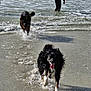 dog, water, beach, ocean, wave, person, splash, wet, running, animal, outdoor, fun, summer, shore, black_dog, happy, motion, playful, canine, coast