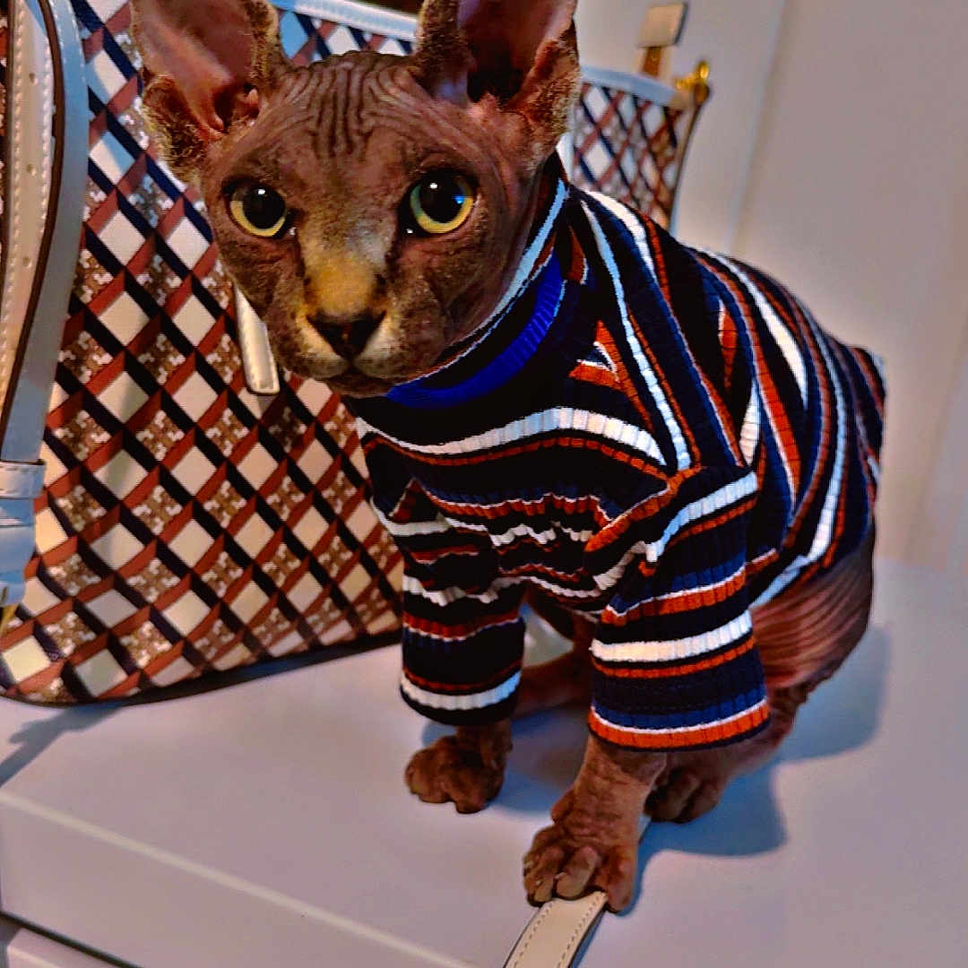 King Tut joined the competition — help win amazing prizes! abyssinian, accessories, animal, bag, cat, clothing, formalwear, handbag, kitten, knitwear, leash, manx, pet, purse, siamese, strap, sweater, tie, totebag
