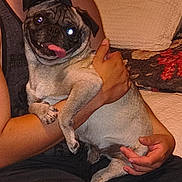 Oz.ozzy is registered to the contest to win money with this photo: dog, pug, pet, animal, tongue_out, person, arms, holding, indoor, couch, cushion, floral_pattern, smiling, flash_reflection, fur, cute, friendly, companion, seated, relaxed