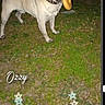 Oz.ozzy joined the competition — help win amazing prizes! dog, pug, grass, night, toy, pet, animal, canine, collar, outdoor, playful, cute, small_dog, mammal, domestic_animal, standing, mouth_holding, brown, black, white