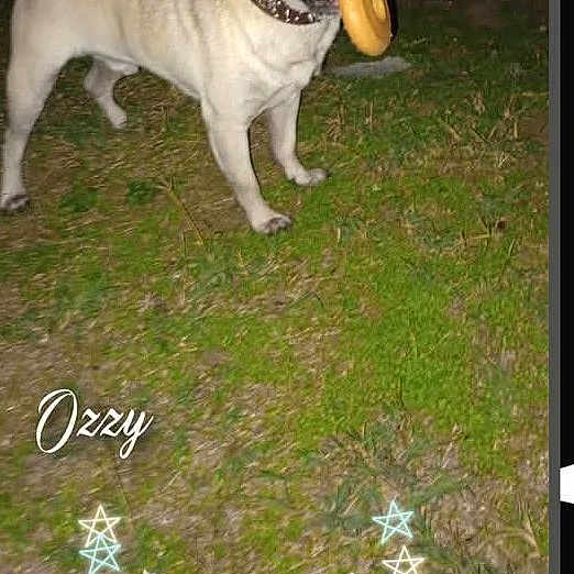 Oz.ozzy