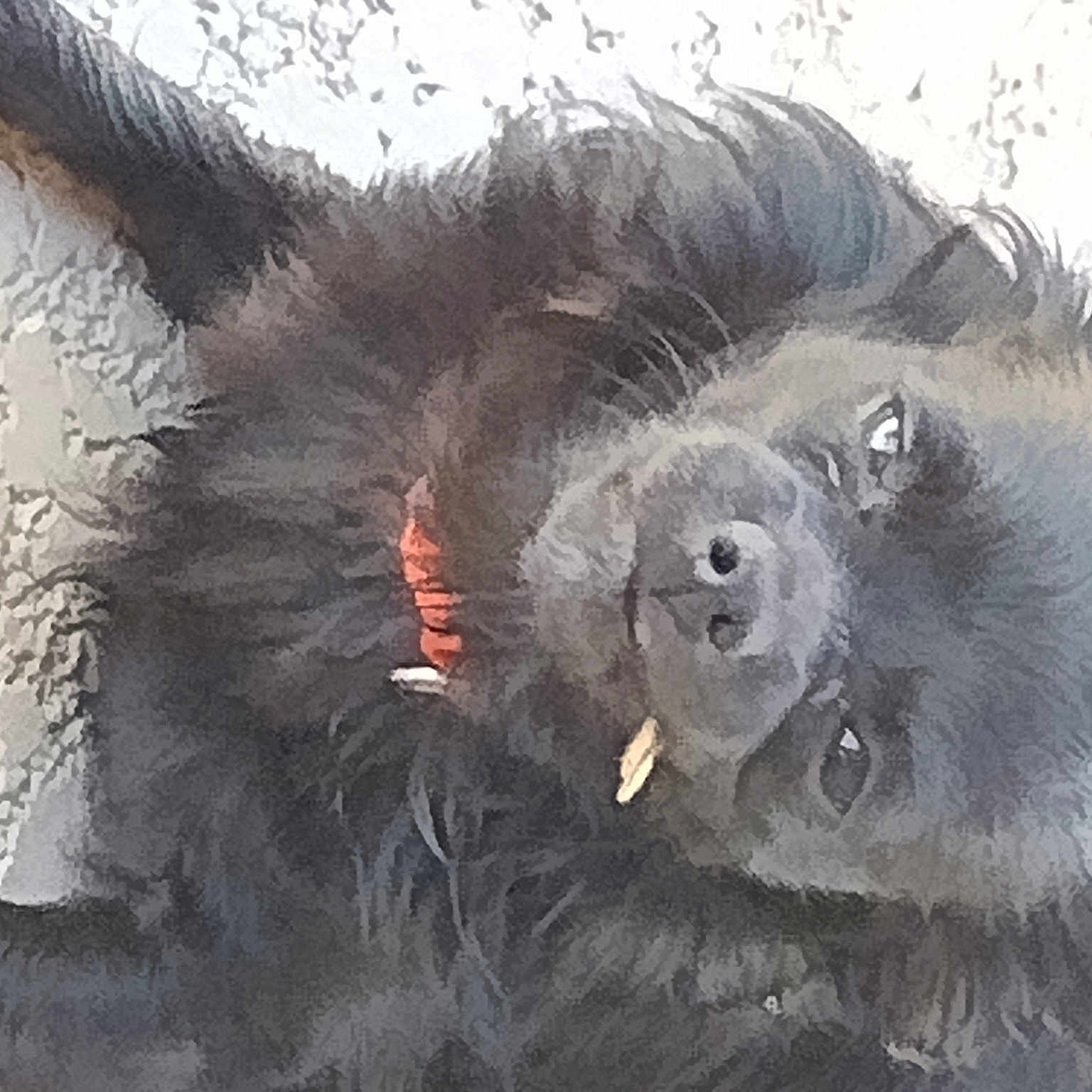 Charlie is registered to the contest to win money with this photo: fur, paw, primate, snout, terrestrial_animal, wildlife, working_animal