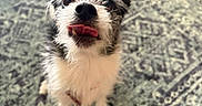 Daisy joined the competition — help win amazing prizes! animal, black_and_white, carpet, companion, cute, dog, domestic_animal, ears_up, floor, fluffy_fur, home, indoor, looking_up, pet, playful, plush_toy, rug, small_dog, tongue_out, toy