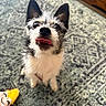 Daisy joined the competition — help win amazing prizes! dog, small_dog, tongue_out, playful, fluffy_fur, black_and_white, pet, animal, indoor, carpet, rug, toy, plush_toy, cute, looking_up, ears_up, floor, home, domestic_animal, companion