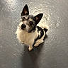 Daisy is registered to the contest to win money with this photo: dog, small_dog, black_and_white, fluffy, ears, tail, looking_up, curious, pet, animal, floor, indoor, cute, fur, canine, companion, adorable, portrait, waiting, friendly
