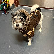 Daisy is registered to the contest to win money with this photo: dog, small_dog, pet_clothing, brown_jacket, fur_hood, indoor, gray_floor, curious, scruffy, tail, standing, animal, companion, cute, fur, leash, door, wall, floor, puppy