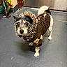 dog, small_dog, pet_clothing, brown_jacket, fur_hood, indoor, gray_floor, curious, scruffy, tail, standing, animal, companion, cute, fur, leash, door, wall, floor, puppy