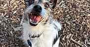 Daisy joined the competition — help win amazing prizes! dog, small_dog, scruffy, happy, tongue_out, ears_up, black_and_white, outdoor, wood_chips, natural_light, pet, animal, collar, tag, fur, canine, smiling, looking_up, playful, friendly