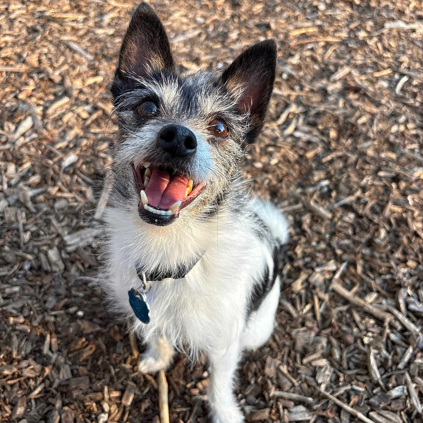 Daisy joined the competition — help win amazing prizes! dog, small_dog, scruffy, happy, tongue_out, ears_up, black_and_white, outdoor, wood_chips, natural_light, pet, animal, collar, tag, fur, canine, smiling, looking_up, playful, friendly