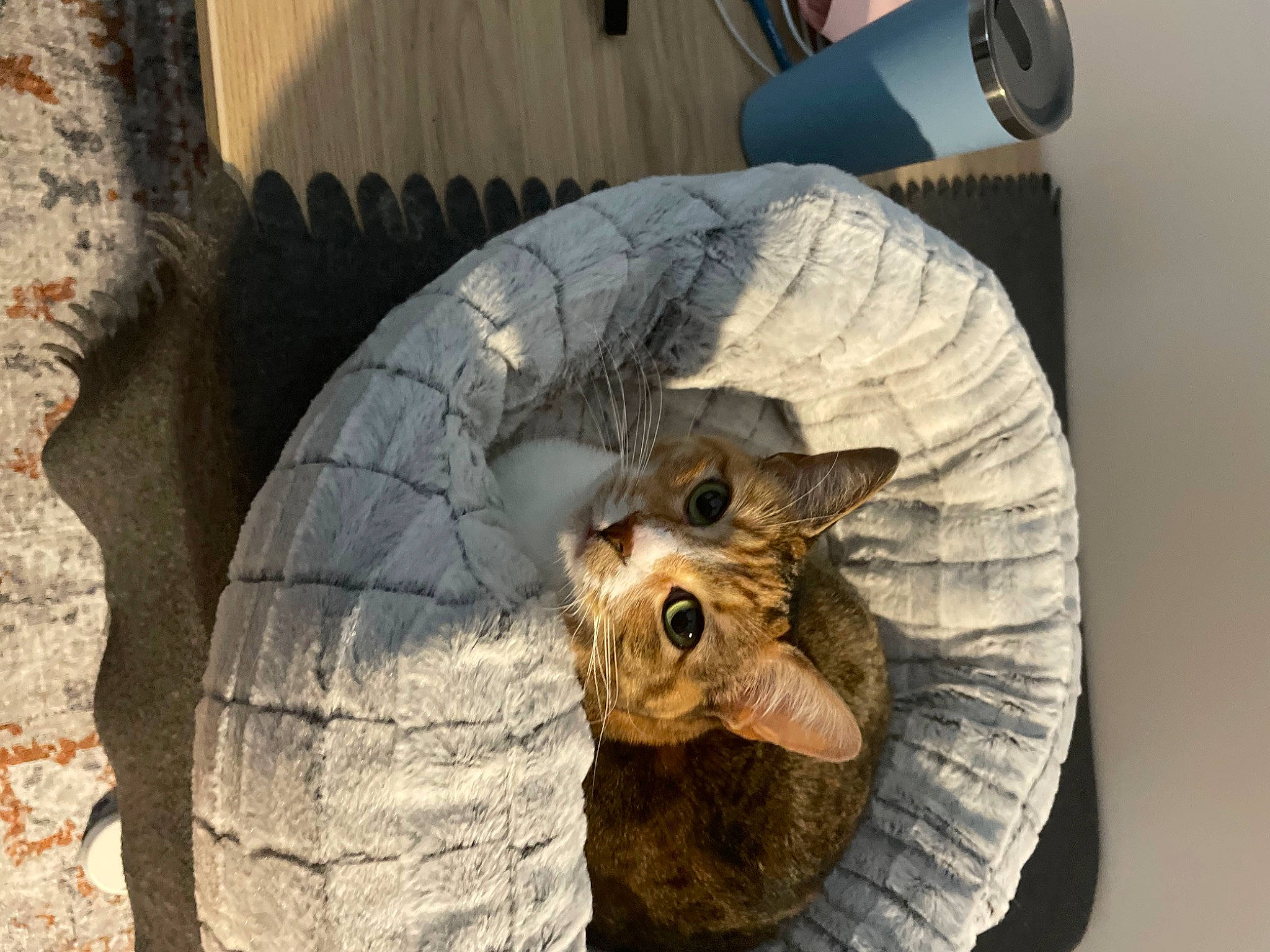 Sunny joined the competition — help win amazing prizes! art, artifact, automotive_tire, automotive_wheel_system, carnivore, cat, chainsaw_carving, coconut, domestic_short_haired_cat, eye, felidae, fur, head, sculpture, small_to_medium_sized_cats, snout, terrestrial_animal, trunk, whiskers, wood