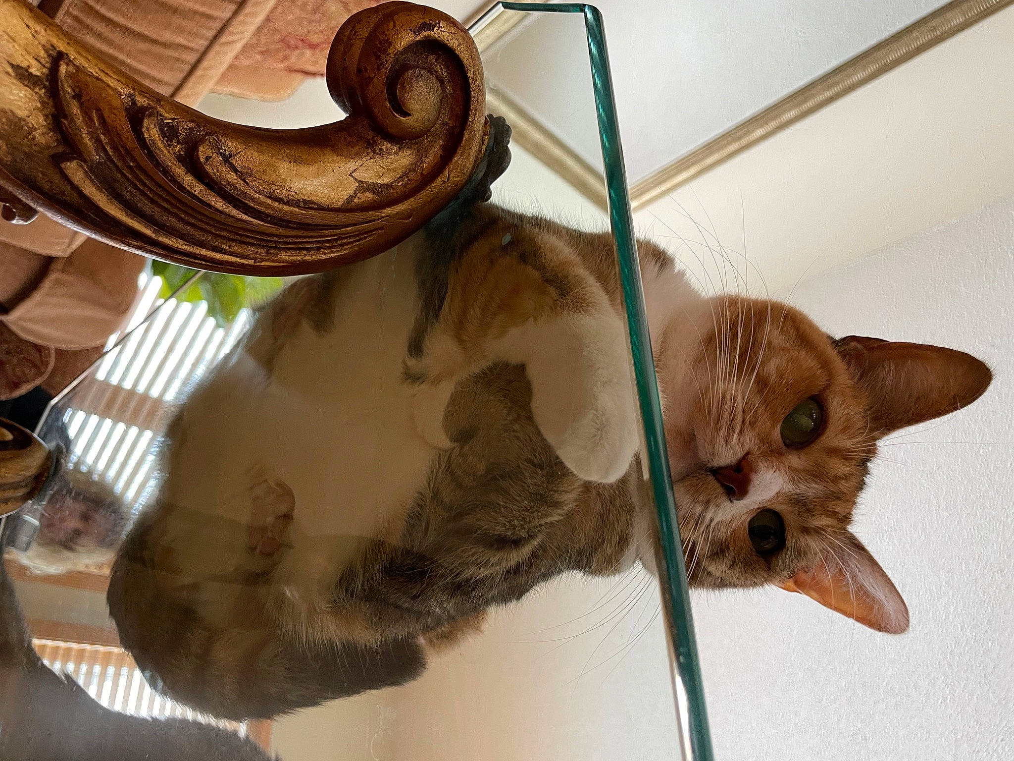 Sunny is registered to the contest to win money with this photo: carnivore, cat, domestic_short_haired_cat, fawn, felidae, fur, metal, pattern, pet_supply, plant, room, shelf, small_to_medium_sized_cats, snout, tail, vertebrate, whiskers, window, wood