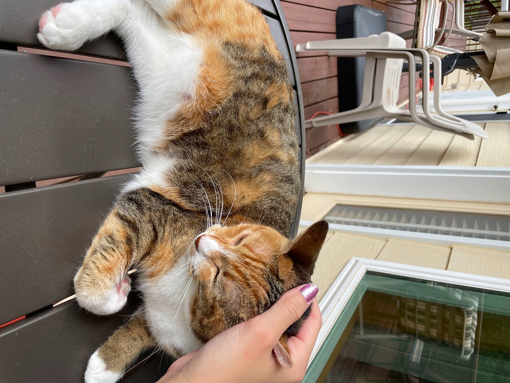 Sunny joined the competition — help win amazing prizes! carnivore, cat, claw, comfort, domestic_short_haired_cat, felidae, flooring, fur, gesture, human_leg, lap, nap, paw, room, small_to_medium_sized_cats, snout, tail, whiskers, wood