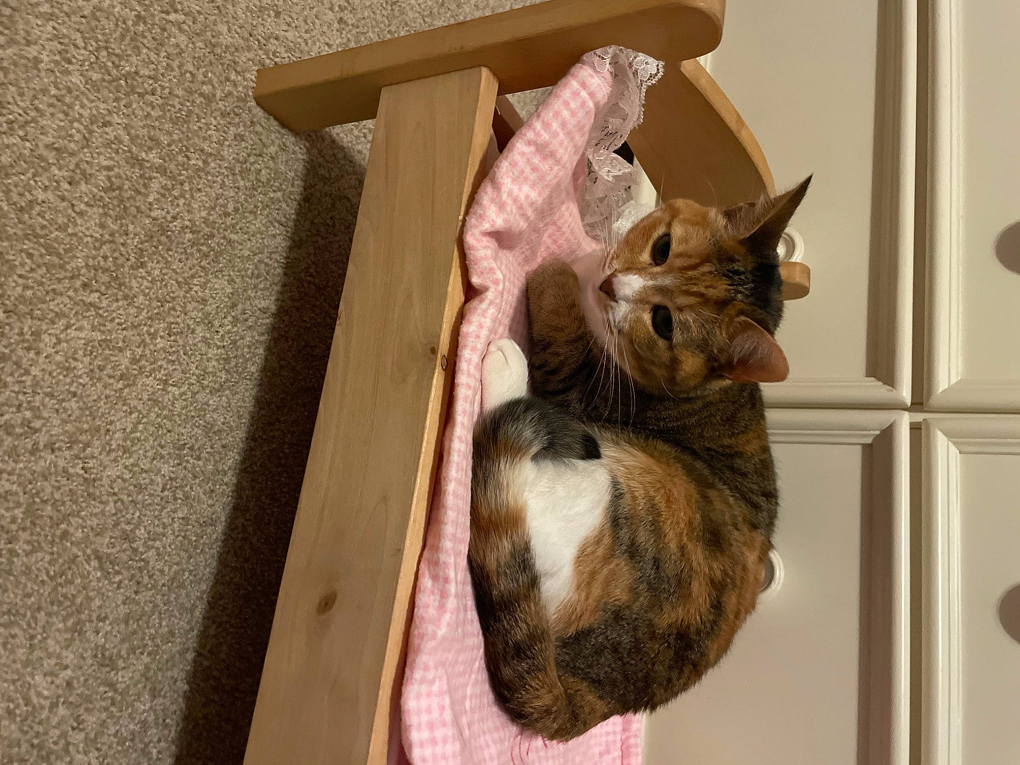 Sunny is registered to the contest to win money with this photo: box, carnivore, cat, cat_supply, domestic_short_haired_cat, fawn, felidae, fur, hardwood, pet_supply, shelf, small_to_medium_sized_cats, tail, whiskers, wood