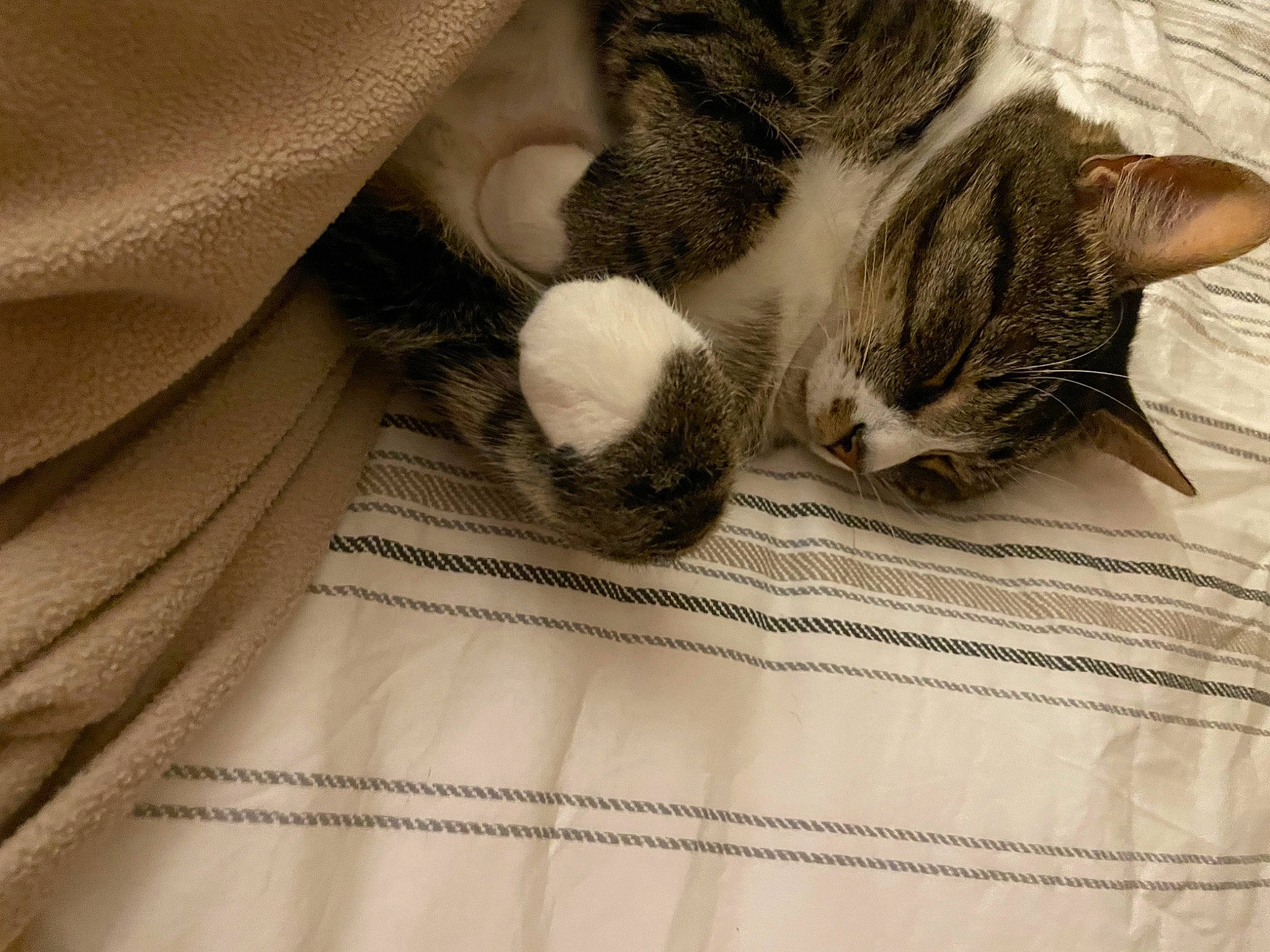 Bowie joined the competition — help win amazing prizes! carnivore, cat, claw, close_up, comfort, domestic_short_haired_cat, ear, felidae, fur, gesture, grey, human_leg, linens, paw, small_to_medium_sized_cats, snout, tail, textile, whiskers, wood