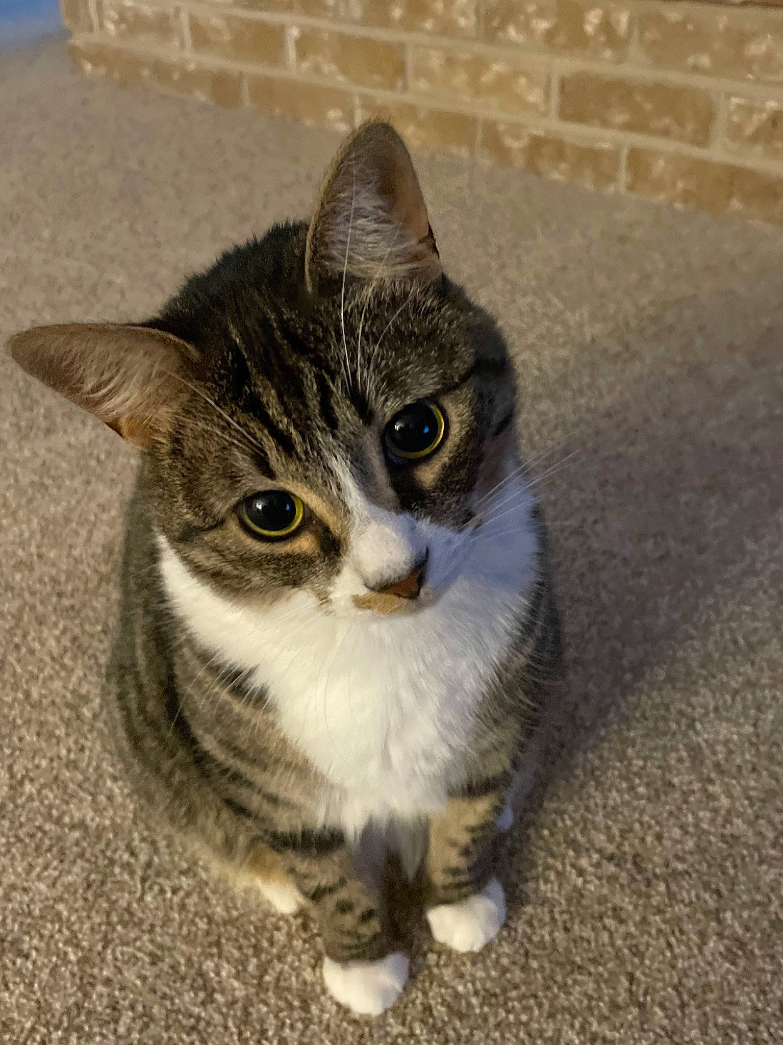 Bowie joined the competition — help win amazing prizes! carnivore, cat, domestic_short_haired_cat, door, eye, felidae, flooring, fur, grey, head, paw, photo_caption, road_surface, small_to_medium_sized_cats, snout, tail, terrestrial_animal, whiskers, wildlife, window