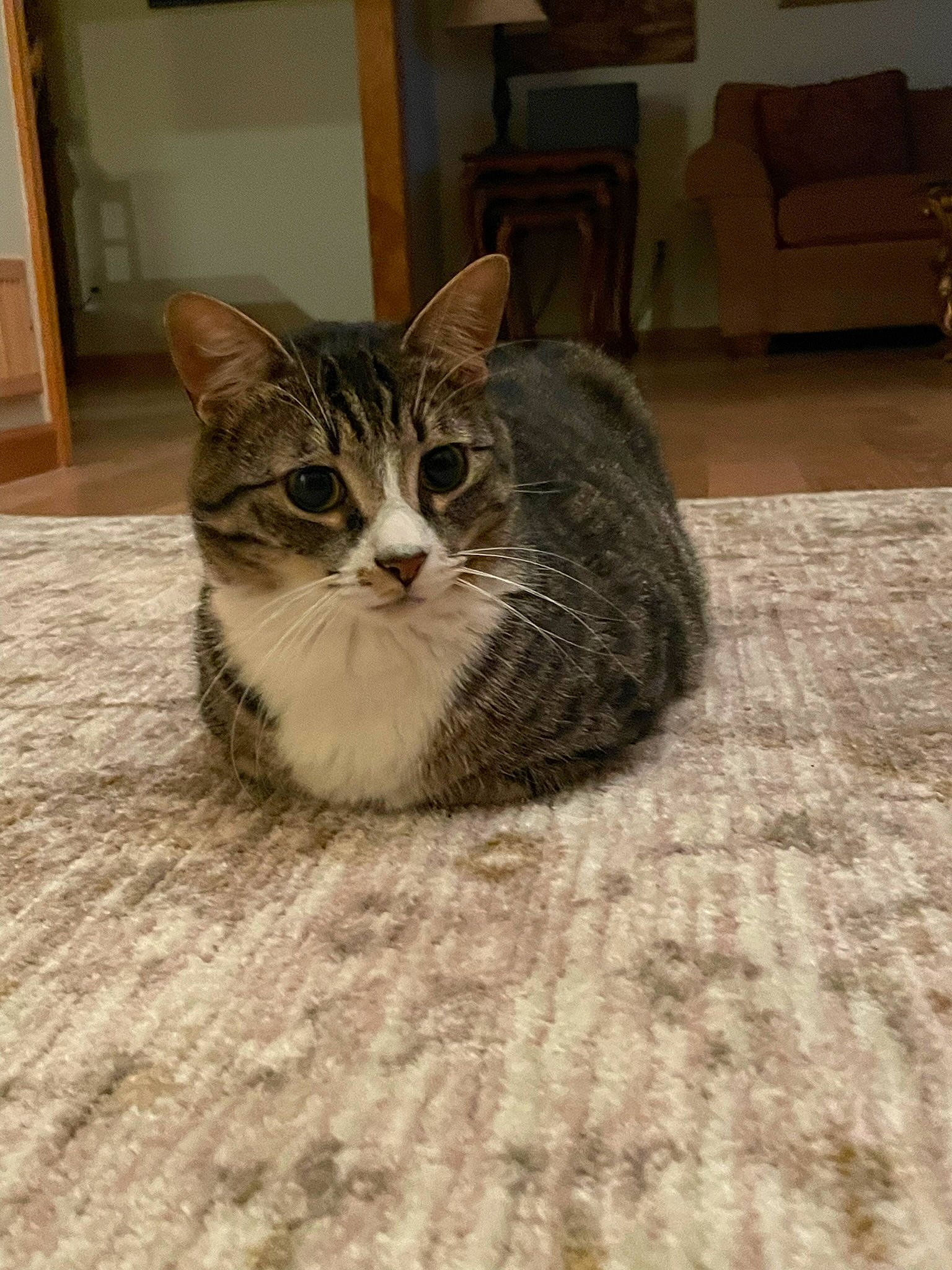 Bowie is registered to the contest to win money with this photo: carnivore, cat, comfort, domestic_short_haired_cat, door, felidae, floor, flooring, fur, grey, hardwood, houseplant, small_to_medium_sized_cats, snout, tail, terrestrial_animal, whiskers, window, wood, wood_flooring