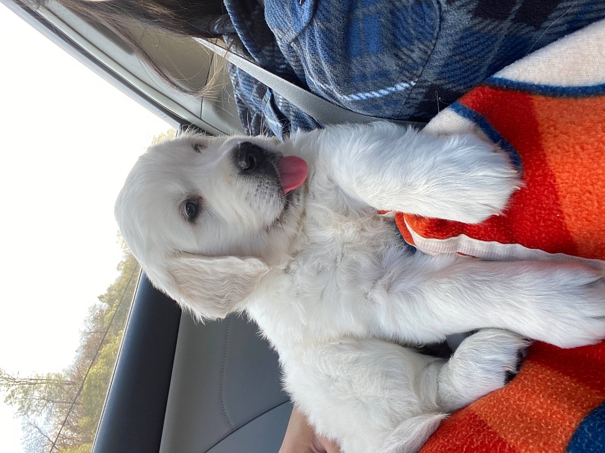 Koda is registered to the contest to win money with this photo: canidae, carnivore, collar, companion_dog, dog, dog_breed, dog_collar, dog_supply, fur, non_sporting_group, pet_supply, snout, sporting_group, stuffed_toy, toy, working_animal, working_dog