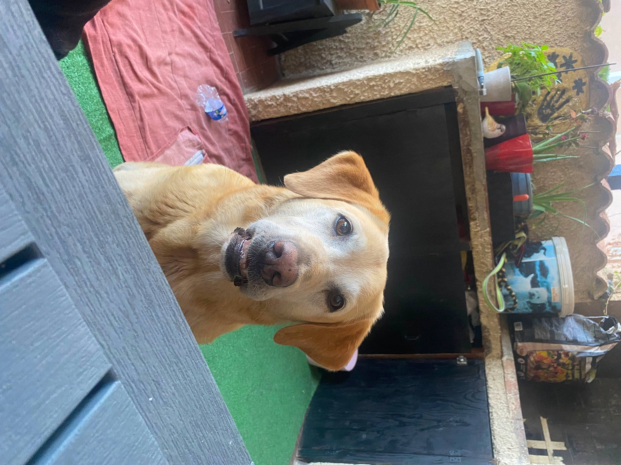 Achille a rejoint le concours — aidez-le/la à gagner de superbes lots ! canidae, carnivore, collar, companion_dog, dog, dog_breed, dog_collar, dog_supply, fawn, fur, pet_supply, plant, retriever, snout, sporting_group, tail, terrestrial_animal, whiskers, wood, working_animal