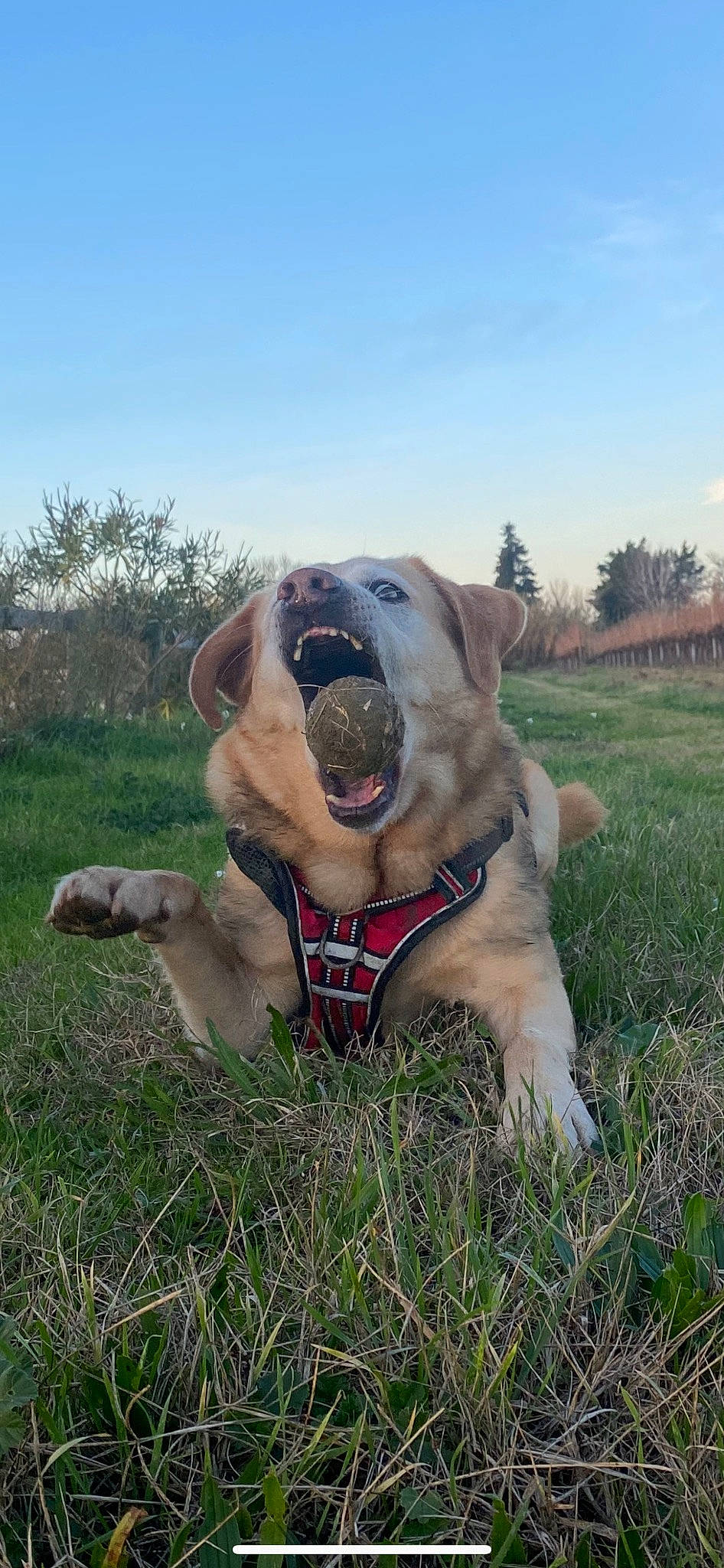 Achille a rejoint le concours — aidez-le/la à gagner de superbes lots ! canidae, carnivore, collar, companion_dog, dog, dog_breed, dog_collar, fawn, grass, guard_dog, gun_dog, molosser, plant, sky, snout, sporting_group, tree, vertebrate, working_animal, wrinkle