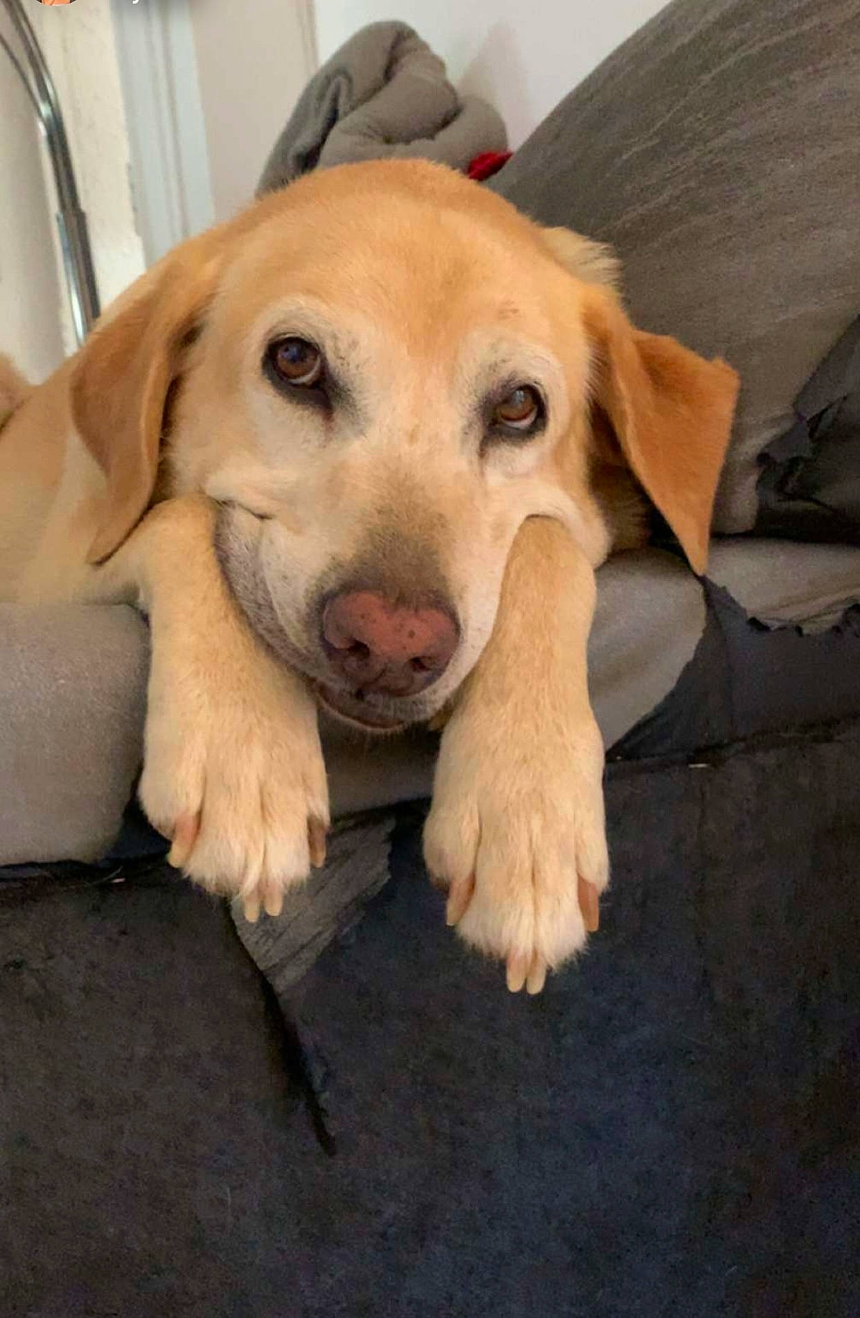 Achille participe au concours pour gagner de l'argent avec cette photo : canidae, carnivore, companion_dog, dog, dog_breed, dog_supply, fawn, flooring, fur, golden_retriever, happy, paw, retriever, snout, sporting_group, whiskers, wood, working_animal