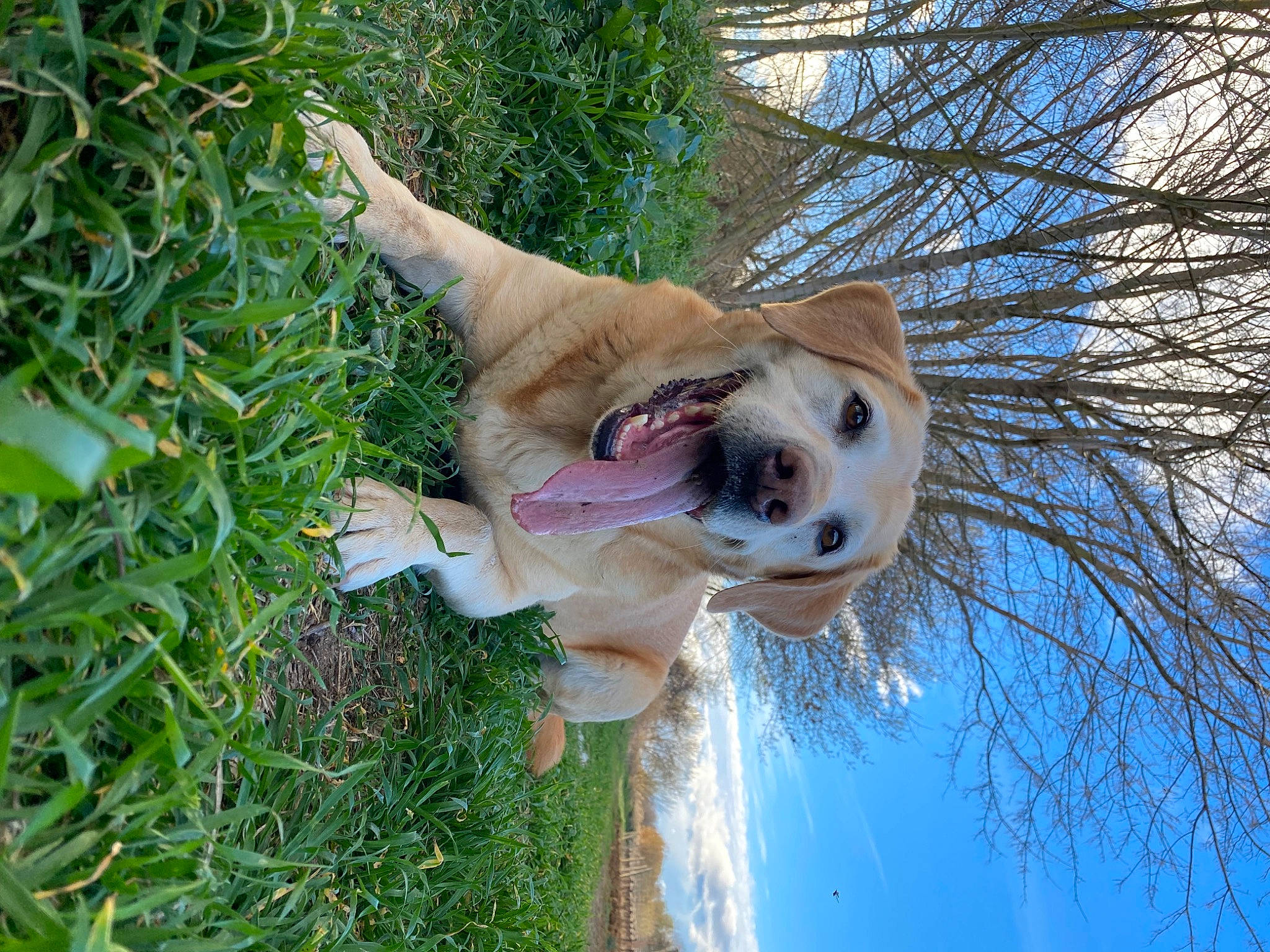 Achille participe au concours pour gagner de l'argent avec cette photo : canidae, carnivore, companion_dog, dog, dog_breed, fawn, fur, grass, groundcover, happy, plant, sky, sporting_group, tail, tree, trunk, twig, water, wildlife, wood