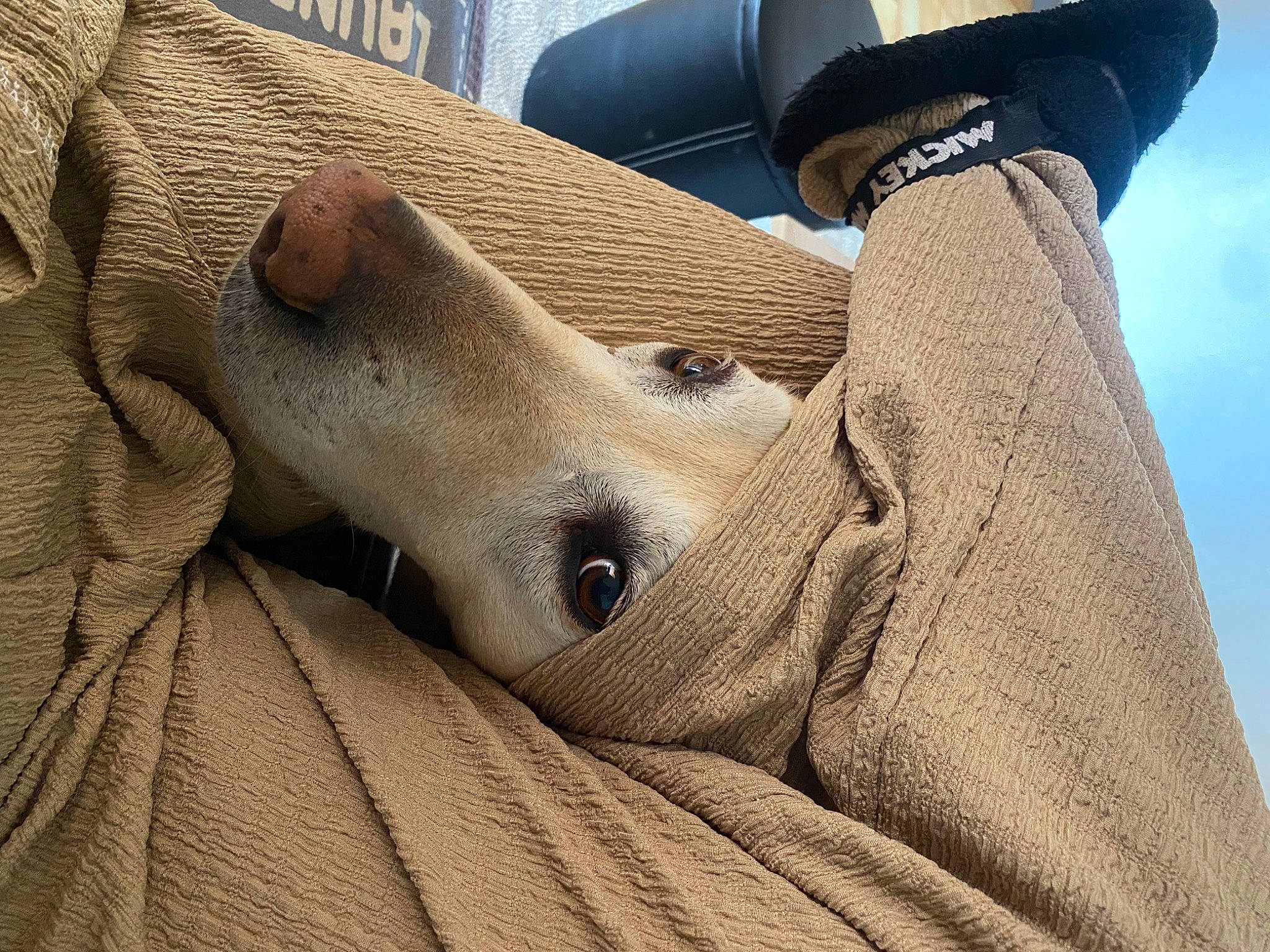 Achille a rejoint le concours — aidez-le/la à gagner de superbes lots ! carnivore, comfort, companion_dog, couch, dog, dog_breed, fawn, finger, foot, gesture, grass, hood, human_body, human_leg, snout, terrestrial_animal, whiskers, wood, working_animal, wrinkle