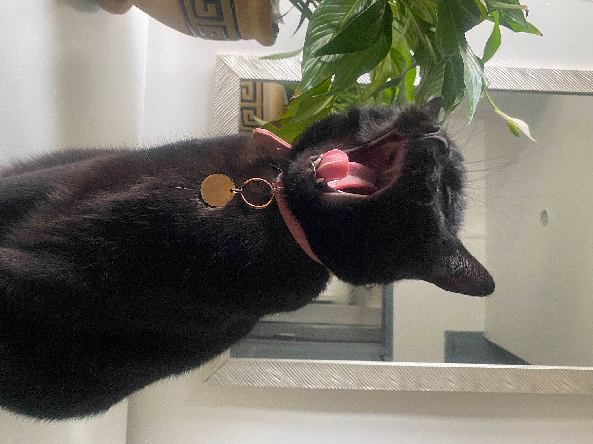 Lilah participe au concours pour gagner de l'argent avec cette photo : black_cat, bombay, carnivore, cat, collar, domestic_short_haired_cat, ear, eyewear, felidae, flowerpot, fur, gesture, houseplant, plant, room, small_to_medium_sized_cats, tail, terrestrial_animal, whiskers, window